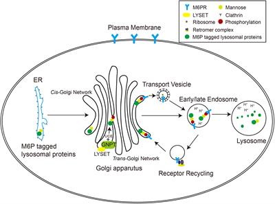 The host mannose-6-phosphate pathway and viral infection